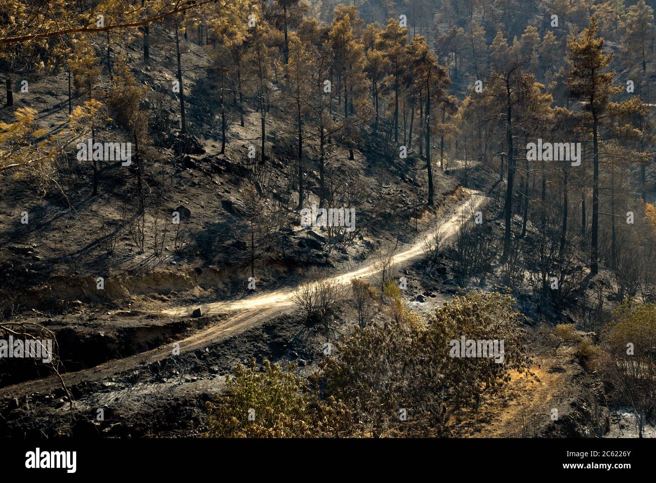 Foreste e alberi bruciati durante un massiccio incendio forestale, Troodos Cipro Foto Stock