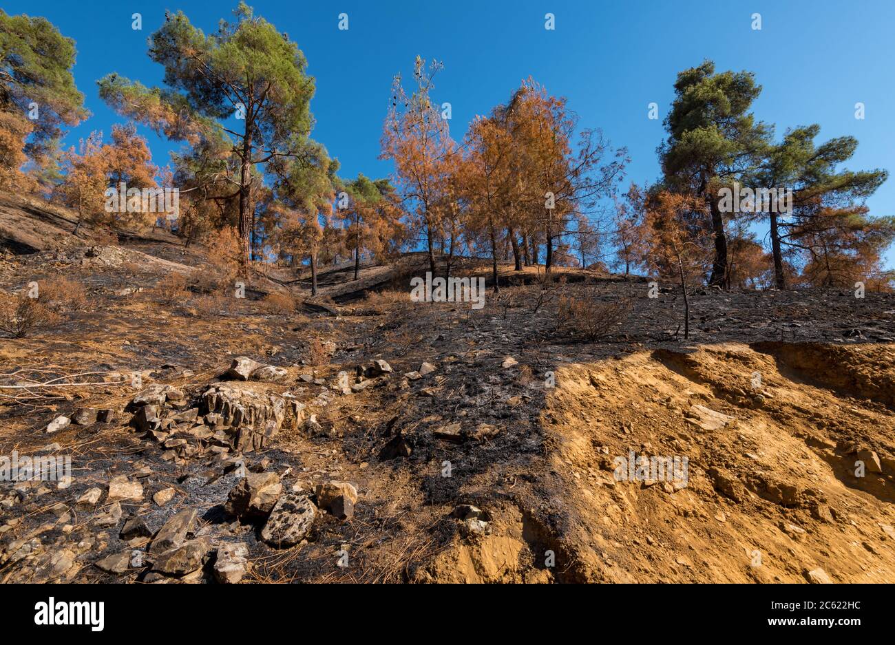 Foreste e alberi bruciati durante un massiccio incendio forestale, Troodos Cipro Foto Stock