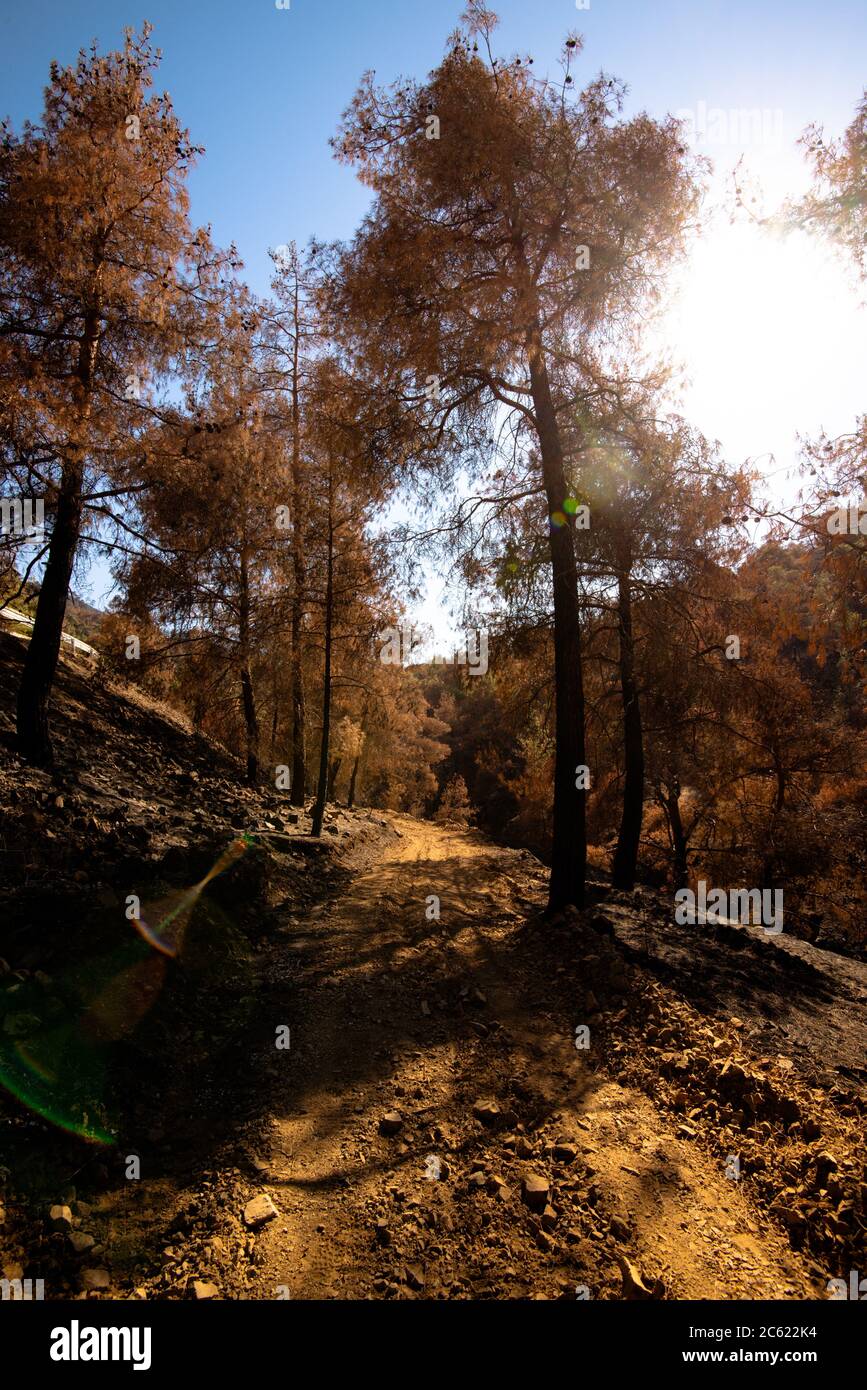 Foreste e alberi bruciati durante un massiccio incendio forestale, Troodos Cipro Foto Stock