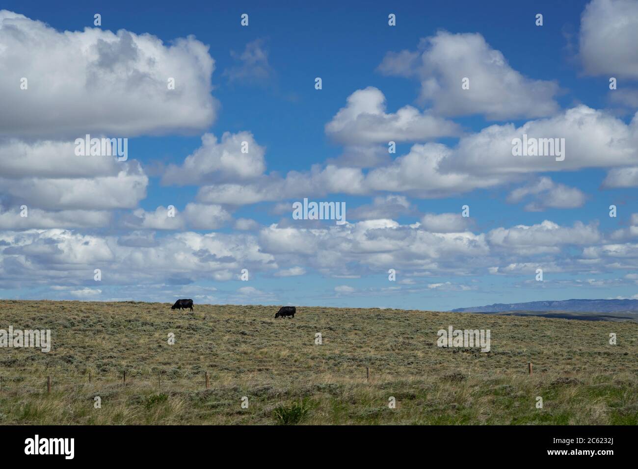 Steer pascolando sull'ampia gamma aperta, Wyoming USA Foto Stock