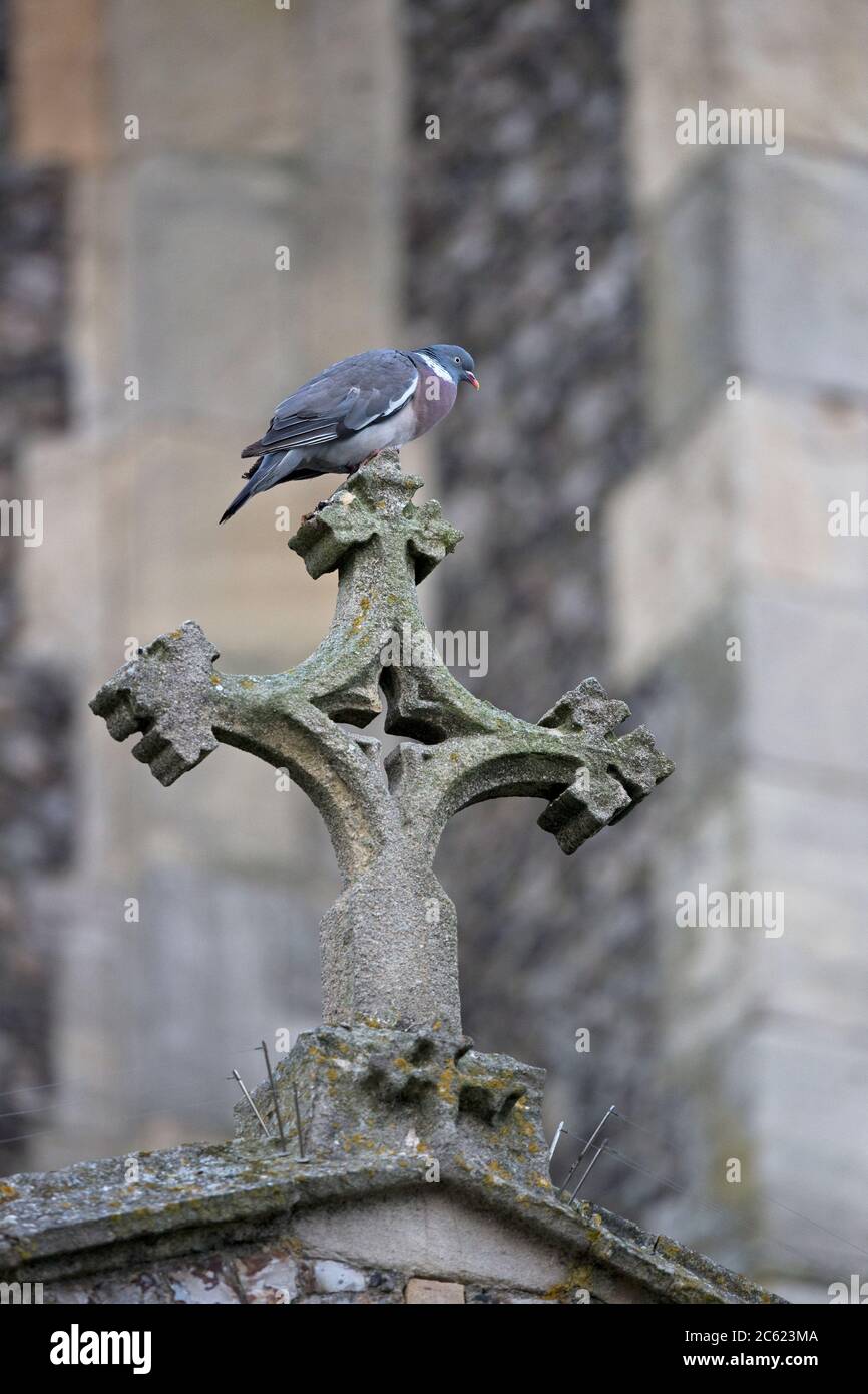 Il Colombaccio ( Columba oenas) Foto Stock