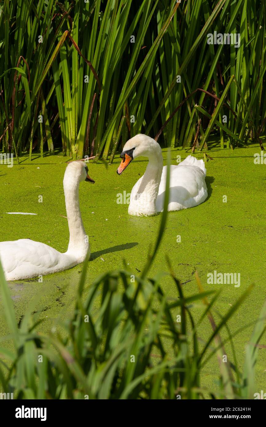 Mute Swan (Cygnus olor) setacciare alghe Foto Stock
