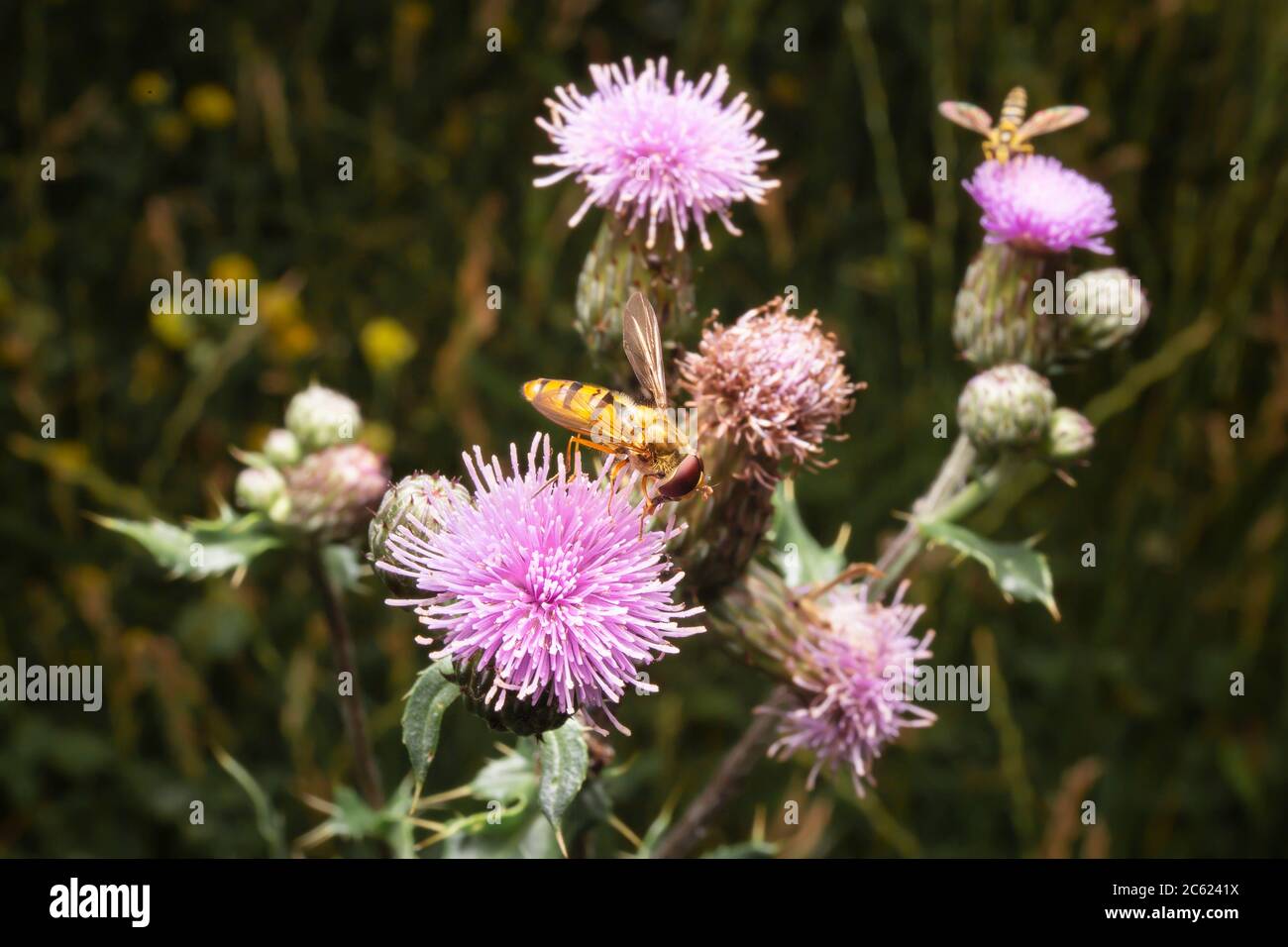 Mangiare al volo sul cardo del latte. Volucella su prato. Fiore rosa di listola del latte. Foto Stock