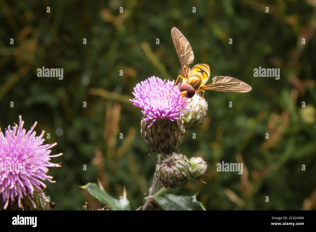 Mangiare al volo sul cardo del latte. Volucella su prato. Foto Stock