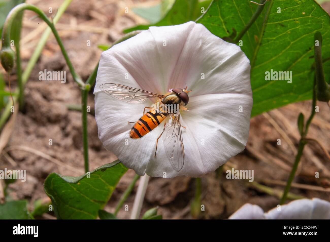 Mangiare al volo su fiori bianchi. Volucella su prato. Foto Stock