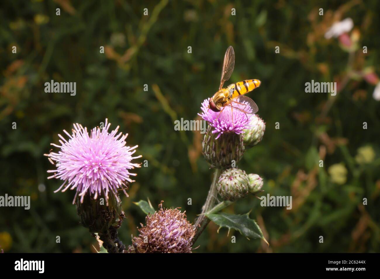 Mangiare al volo sul cardo del latte. Volucella su prato. Volate su fiore rosa. Foto Stock