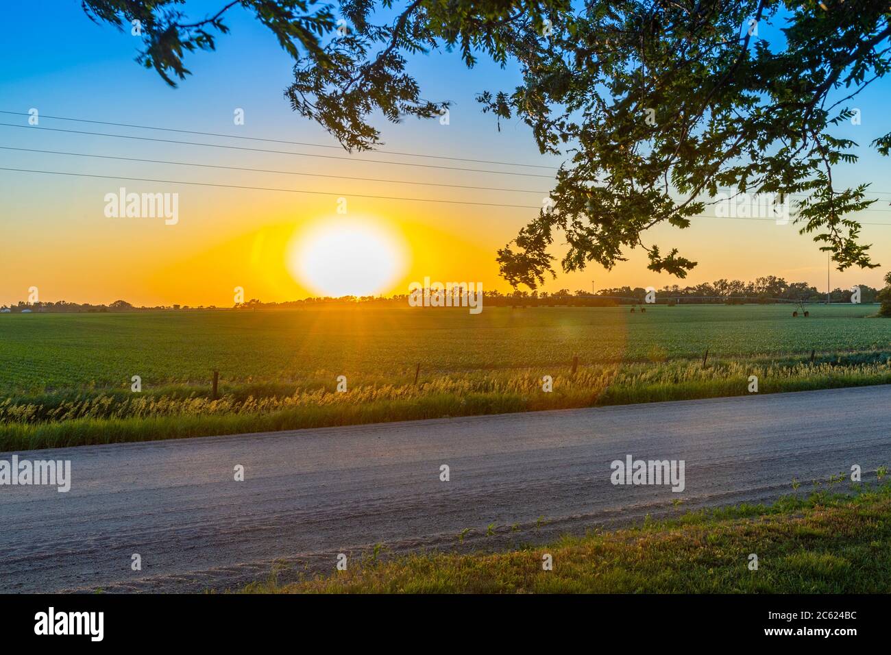 Cornfield al tramonto, Doniphan, Nebraska USA Foto Stock