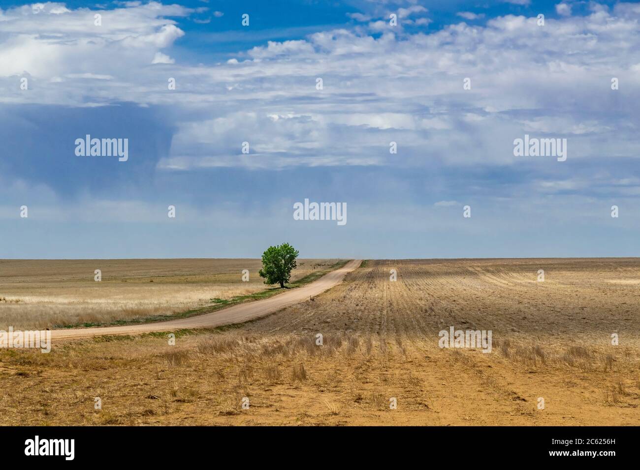Solitario albero vicino alla strada sterrata nel mezzo di campo, Kansas, Stati Uniti Foto Stock