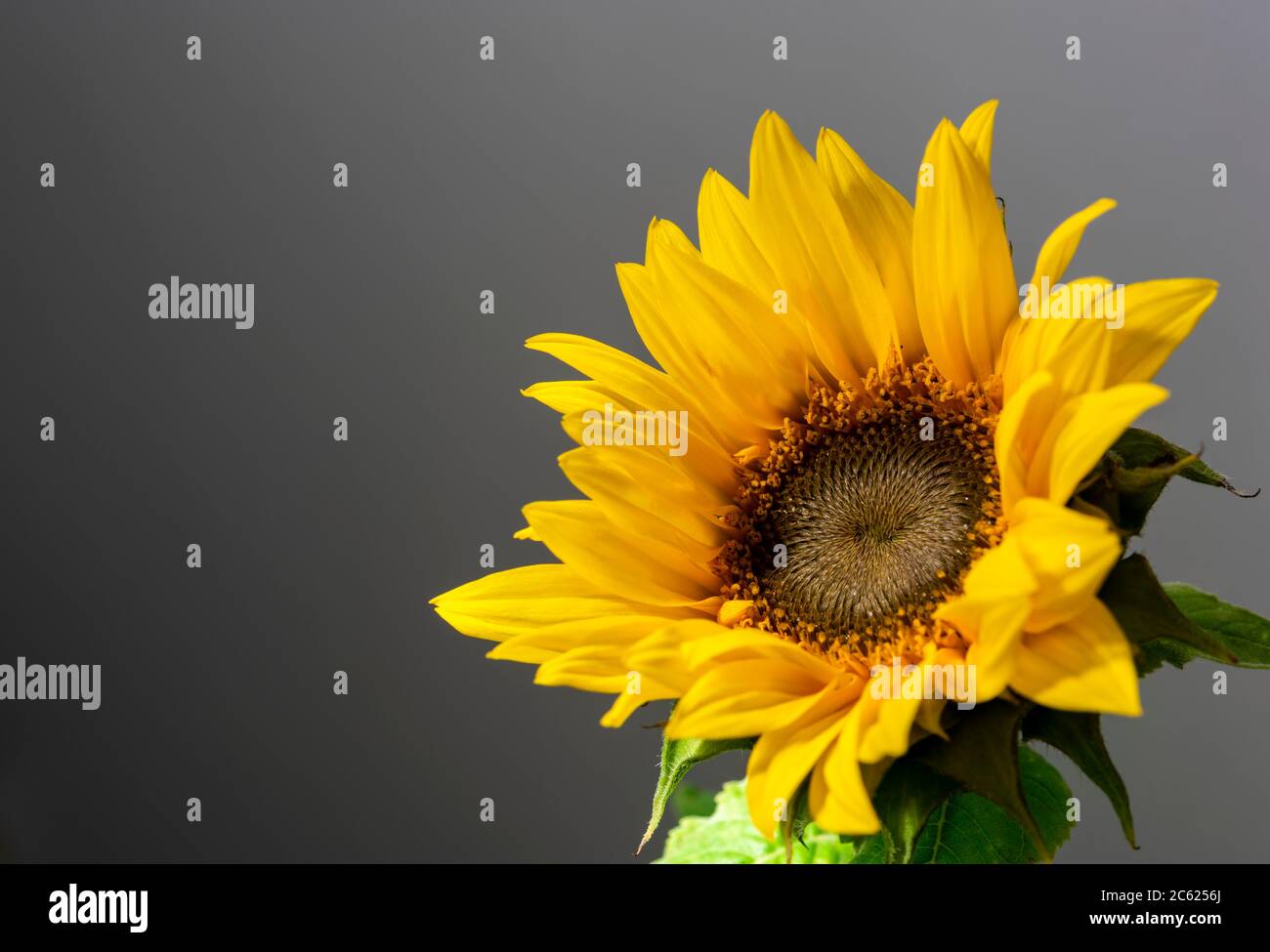 Mini girasole Helianthus su sfondo grigio con spazio per la copia Foto Stock