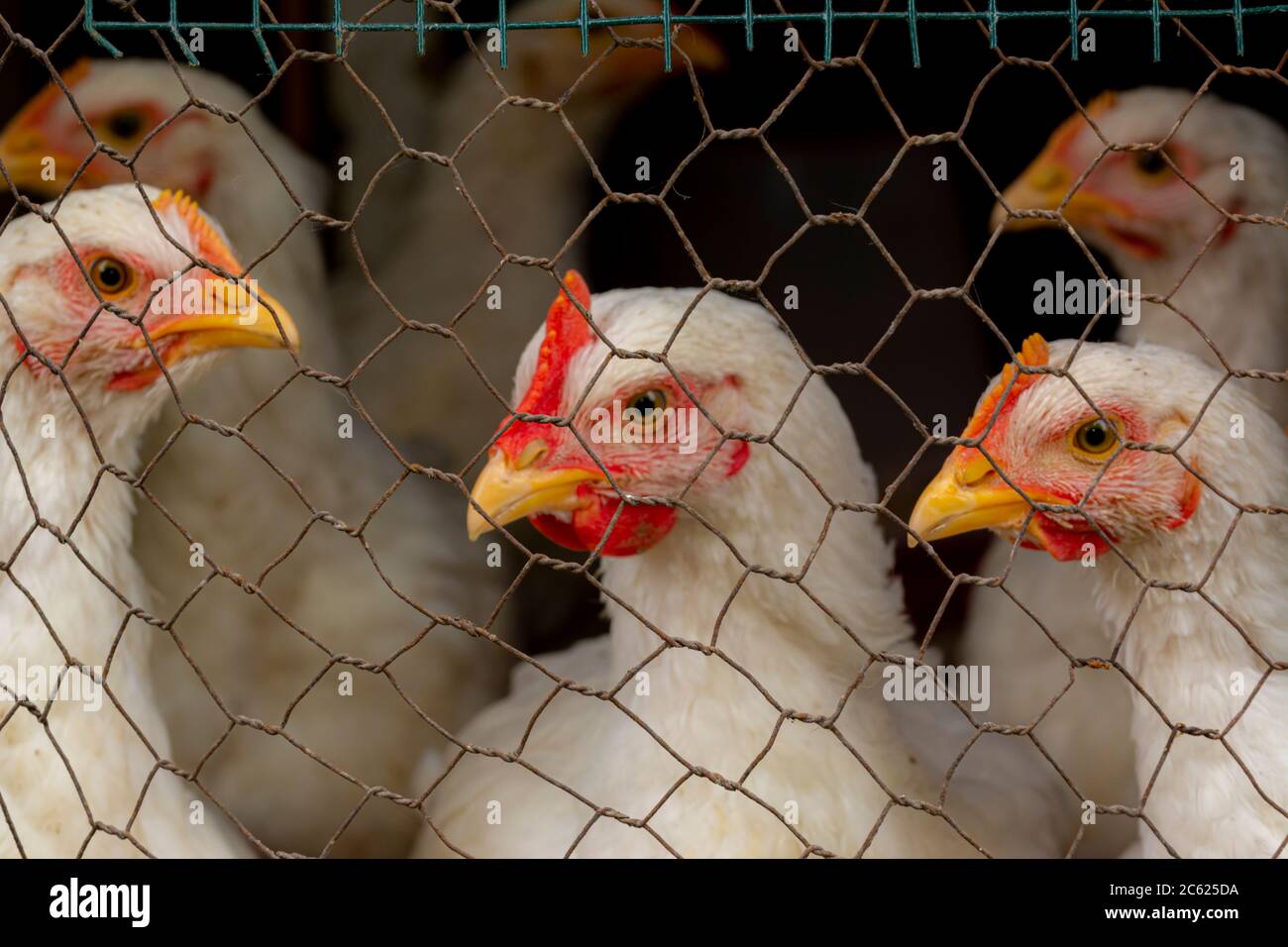 Pollo bianco giovane. Guarda attraverso la rete metallica. Pollo dietro una rete metallica grigia recinzione in una fattoria Foto Stock
