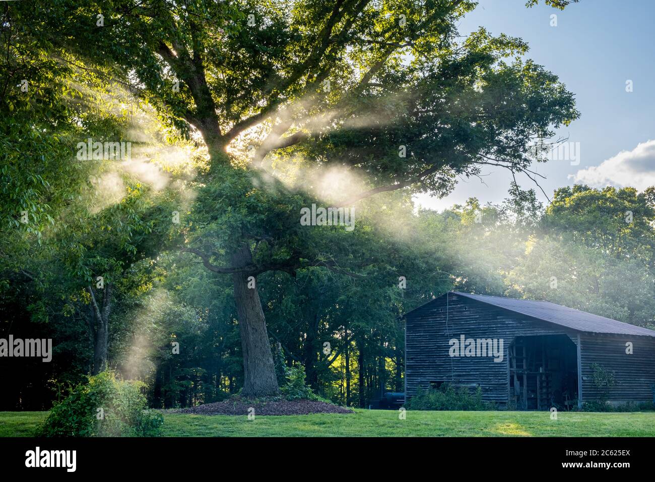 I fasci di luce brillano attraverso la nebbia mentre emergono attraverso i rami di un albero, accanto ad un fienile su una vecchia proprietà di fattoria Foto Stock