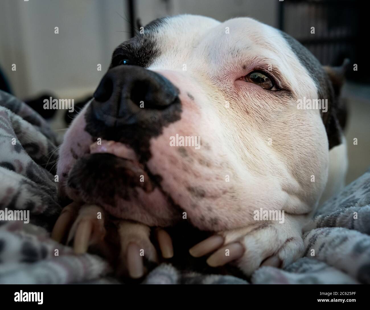 Un Terrier americano Staffordshire pone per un ritratto Foto Stock