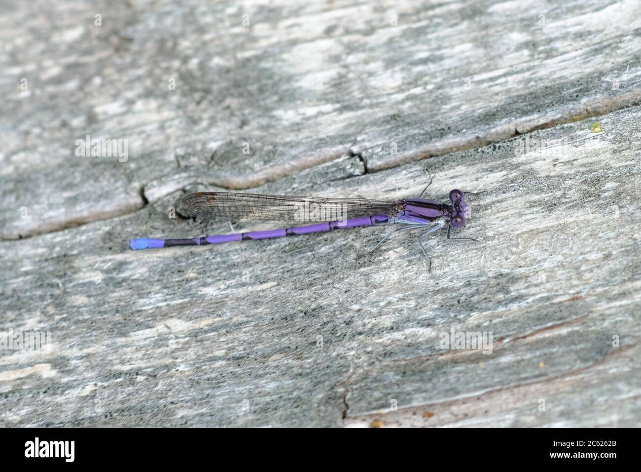 Viola striato maschio damselfly variabile (Argia fumipennis violacea) su un molo vicino a un lago del Quebec, Canada. Foto Stock