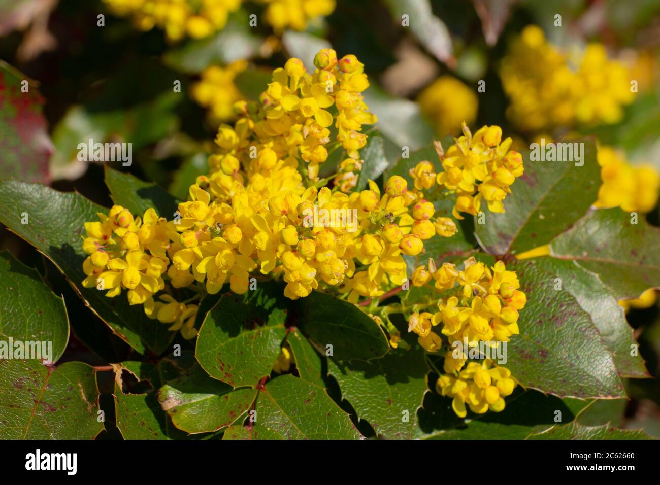 Primo piano di fiori gialli di una mahonia, Berberis aquifolium o Gewoehnliche Mahonie Foto Stock