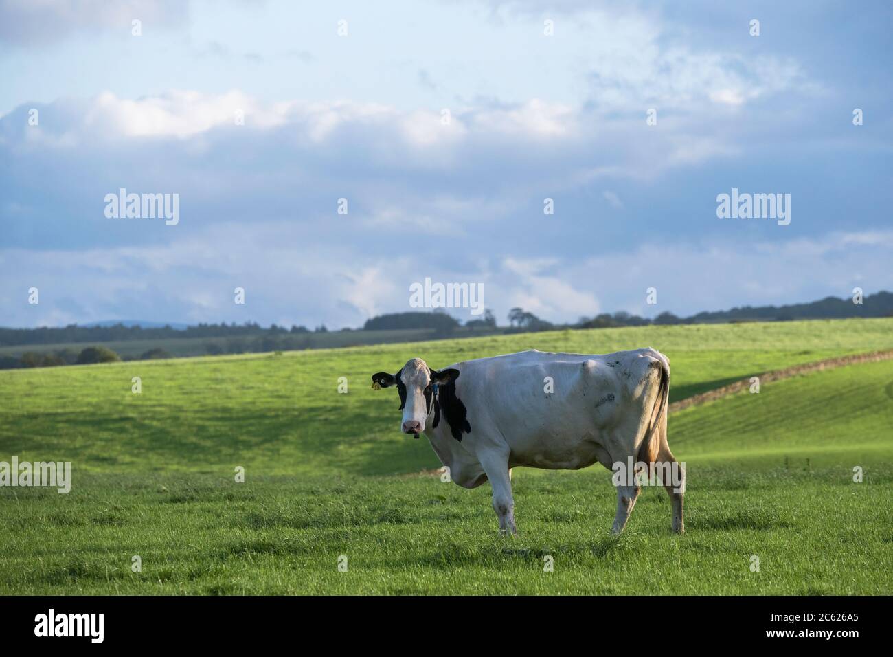 Vacca da latte in campo Dumfries e Galloway Scozia Foto Stock