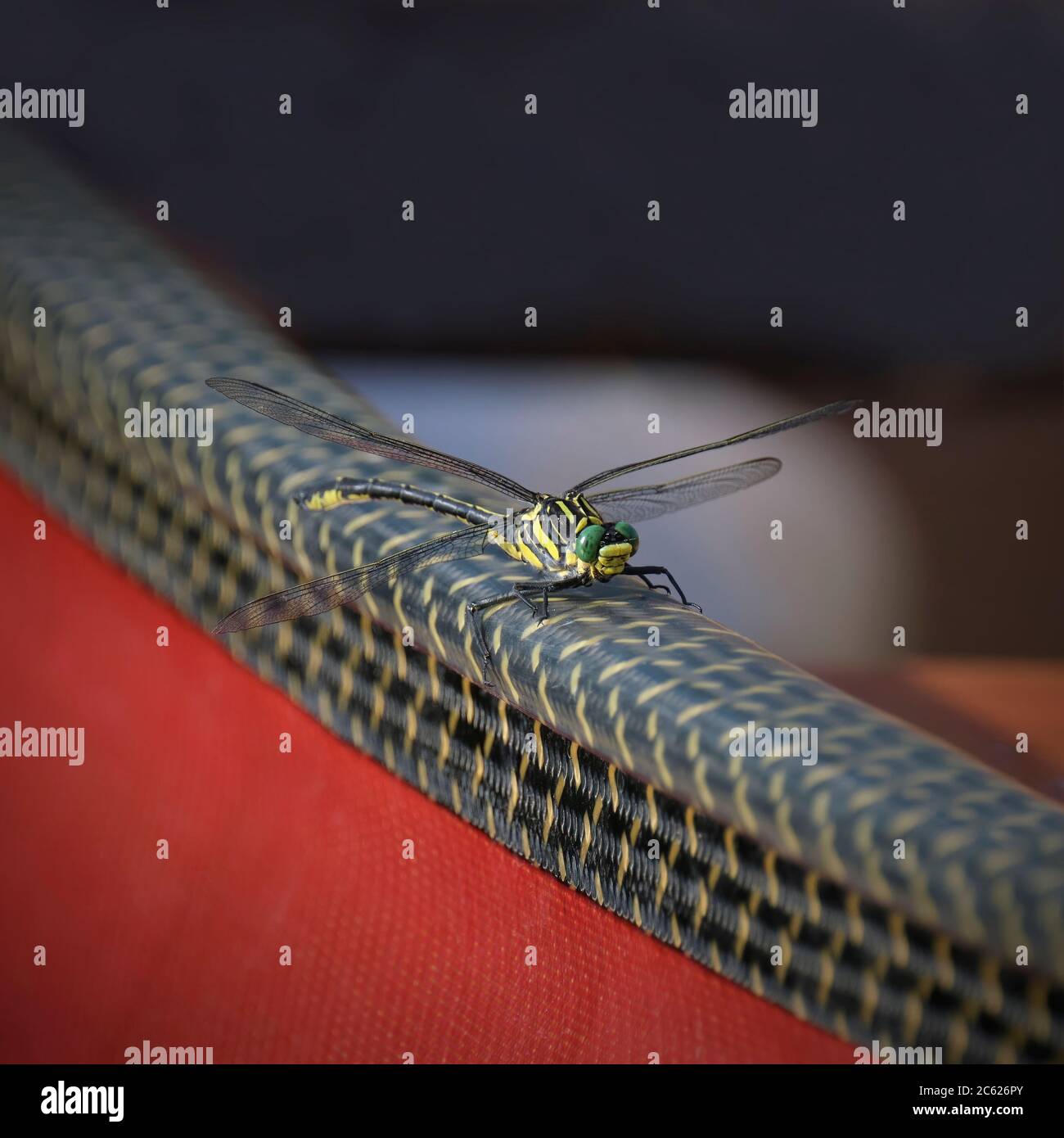 Un grande drago giallo con occhi verdi e nero con anelli dorati poggia su un canoe gunwale kevlar di carbonio di colore simile. Foto Stock