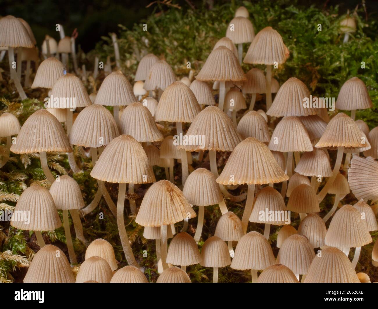 I bonnet delle fate / i funghi fairy inkcap (Coprinellus dissematus) si coltivano su un ceppo marciapiede, Lower Woods, Gloucestershire, Regno Unito, ottobre. Foto Stock