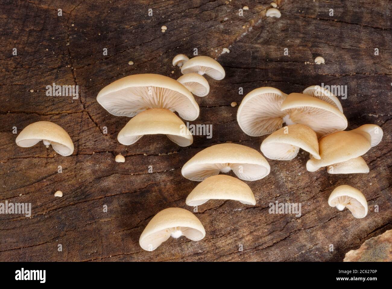 Peeling funghi ostringici (Crepidotus mollis) che crescono su un ceppo di marciume, GWT Lower Woods Reserve, Gloucestershire, UK, settembre. Foto Stock