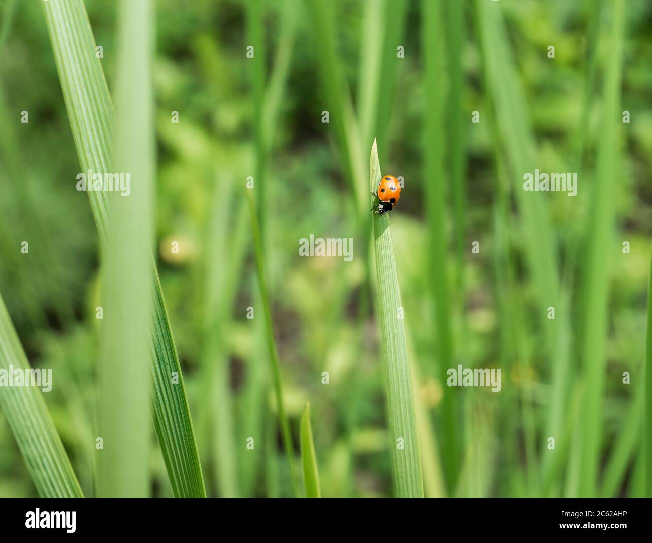Coccinella septempunctata o il ladybird a sette punti su una lama verde di erba. Foto Stock