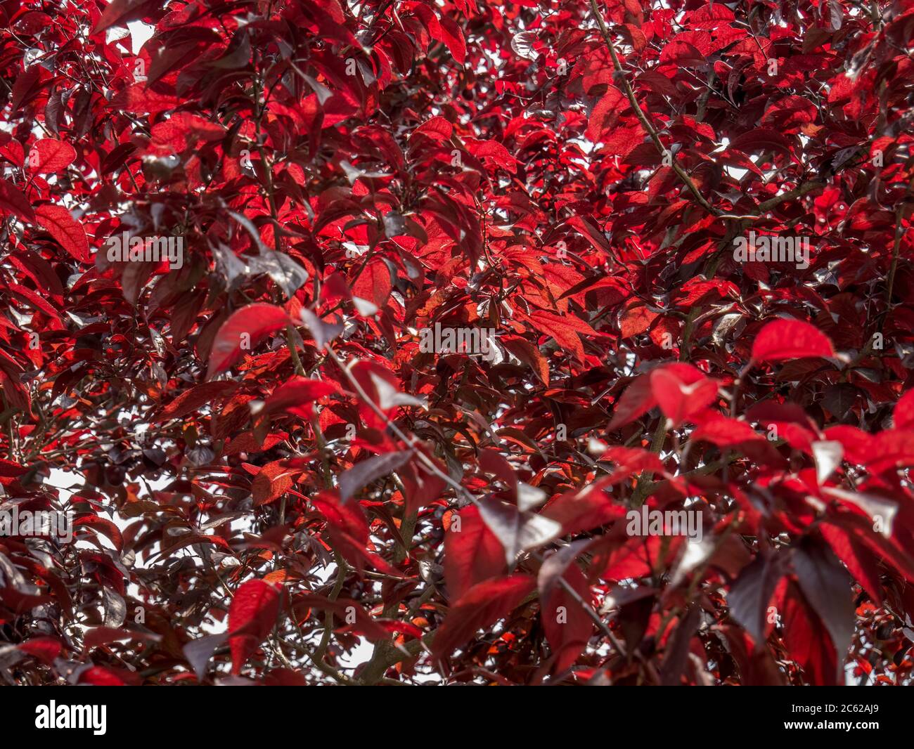 Fresco fogliame rosso di Prunus cerasifera noto con il nome comune ciliegia prugna Foto Stock