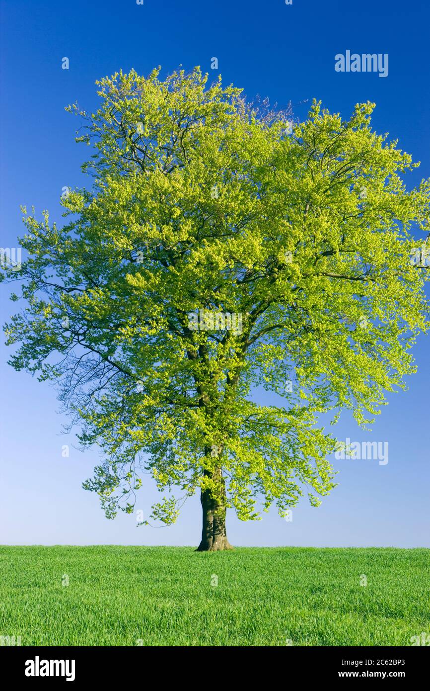 Unico faggio nel campo di giovani raccolto. Surrey, Regno Unito. Foto Stock