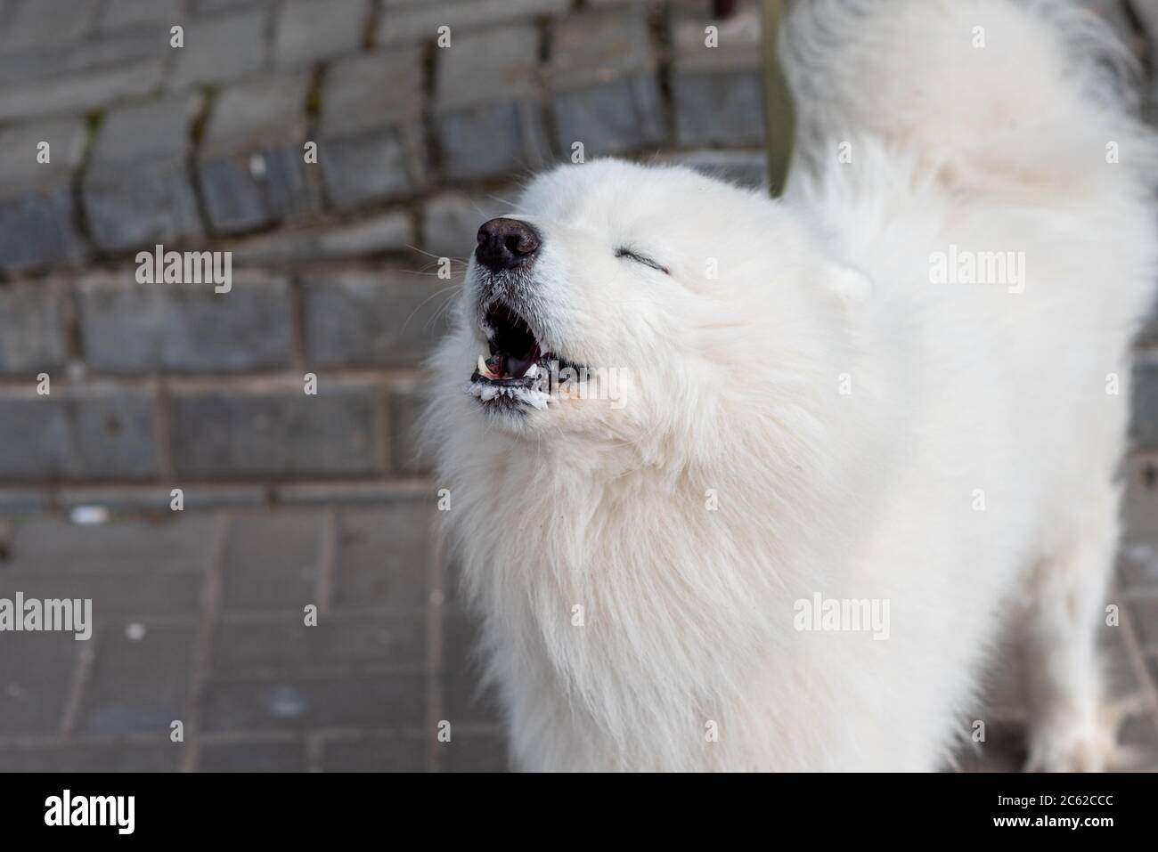 Cane Samoied sulla strada con segni di rabbia Foto Stock