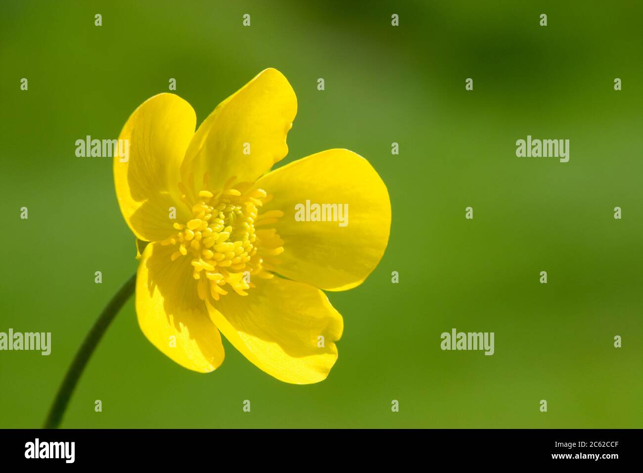 Ranuncolo fiore, close-up. Prato, ranuncolo Ranunculus acris. Regno Unito. Foto Stock