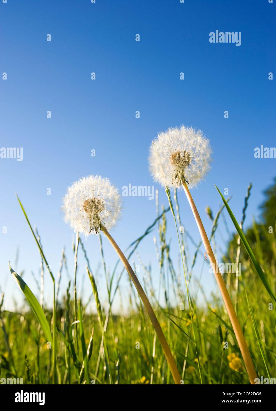 Dandelion, Taraxacum, teste di seme. REGNO UNITO Foto Stock