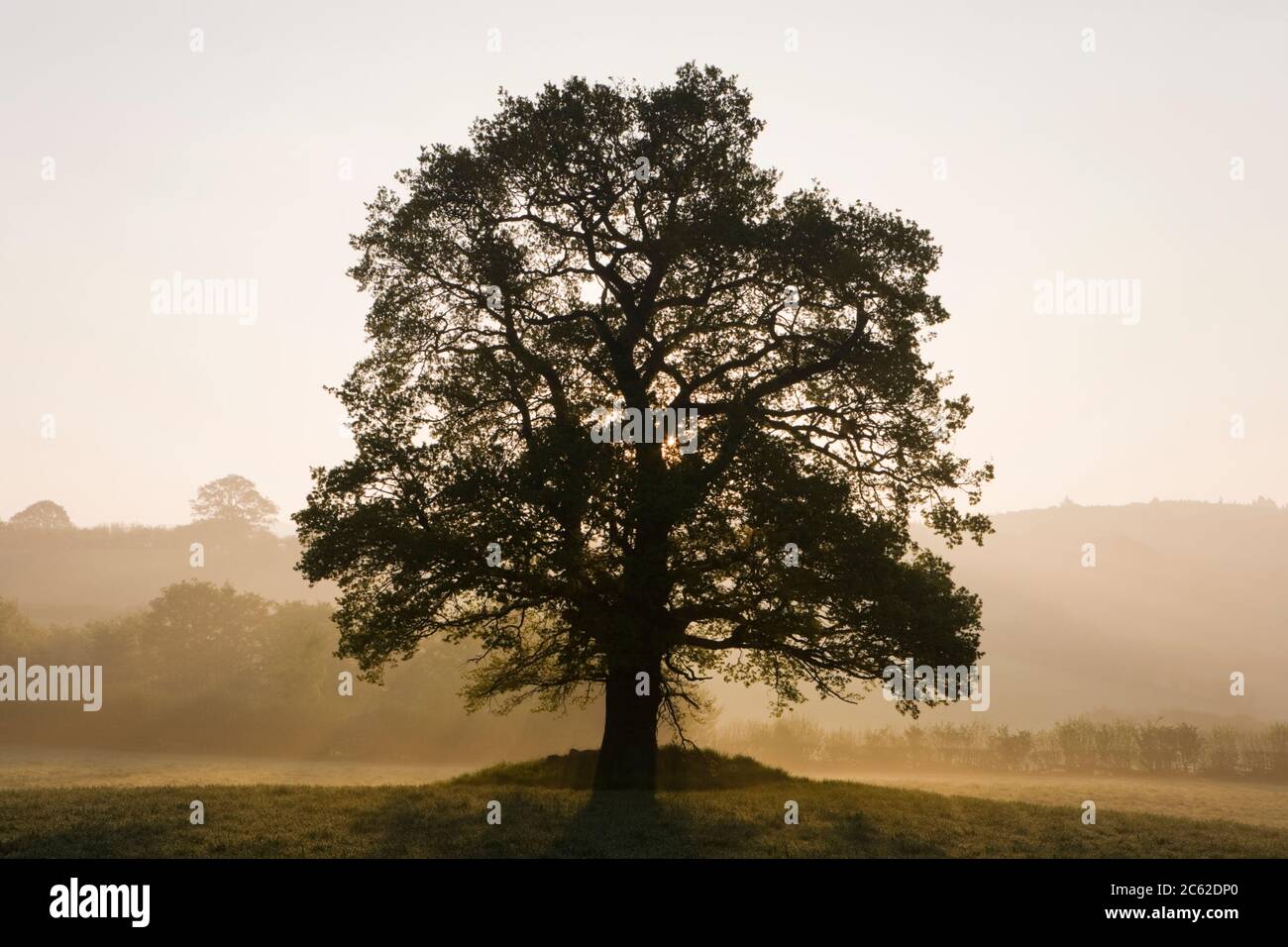 Quercia singola in campo, Galles, Regno Unito Foto Stock