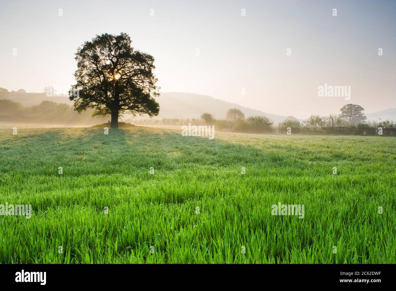 Quercia singola in campo, Galles, Regno Unito Foto Stock