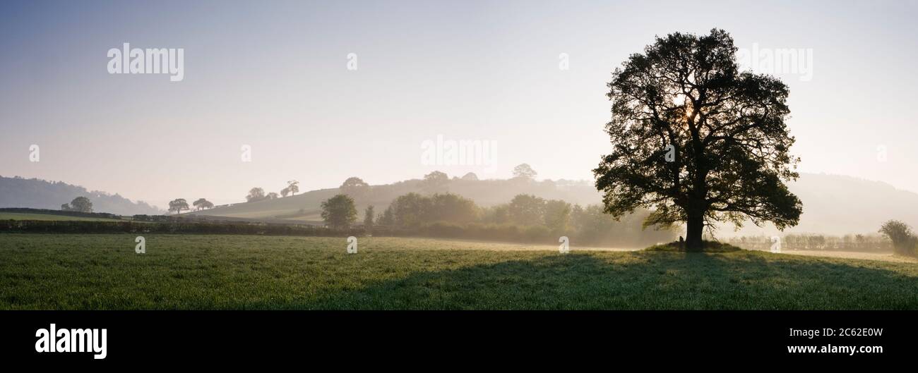 Quercia singola in campo, Galles, Regno Unito Foto Stock