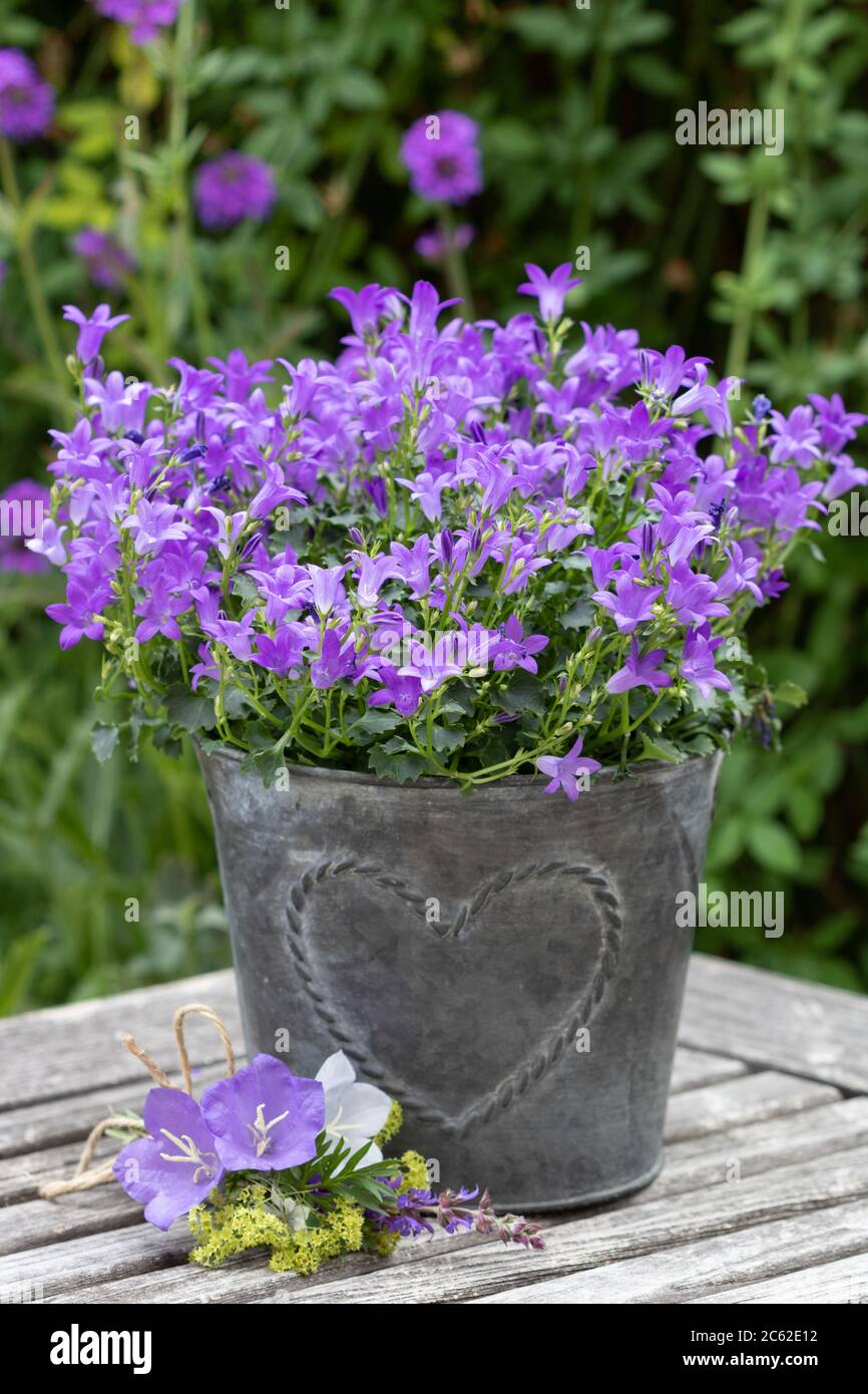 decorazione estiva con fiori di campana in viola in vaso di zinco Foto Stock