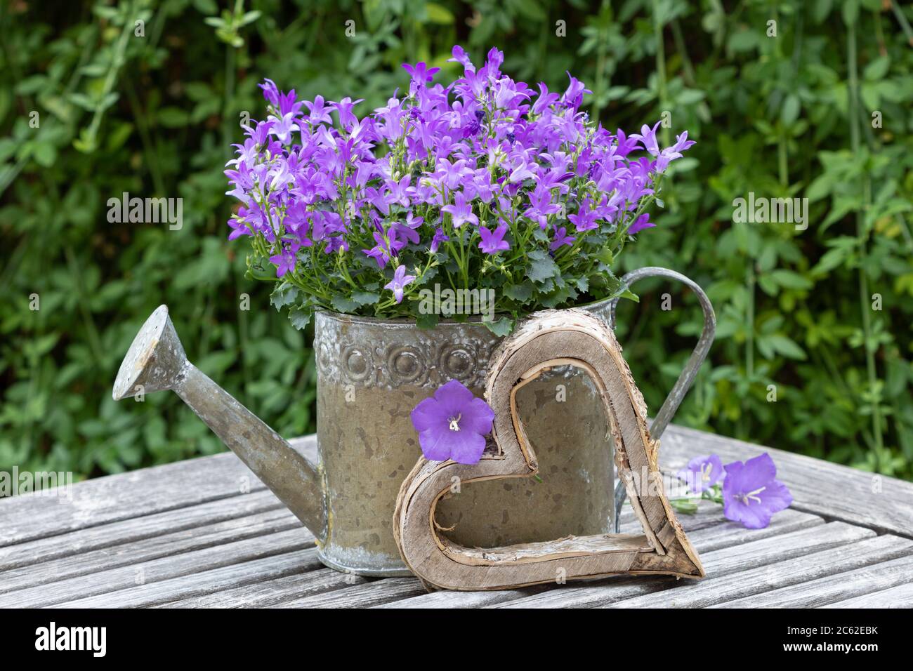 decorazione estiva romantica con fiori di campana in viola in lattina di irrigazione Foto Stock