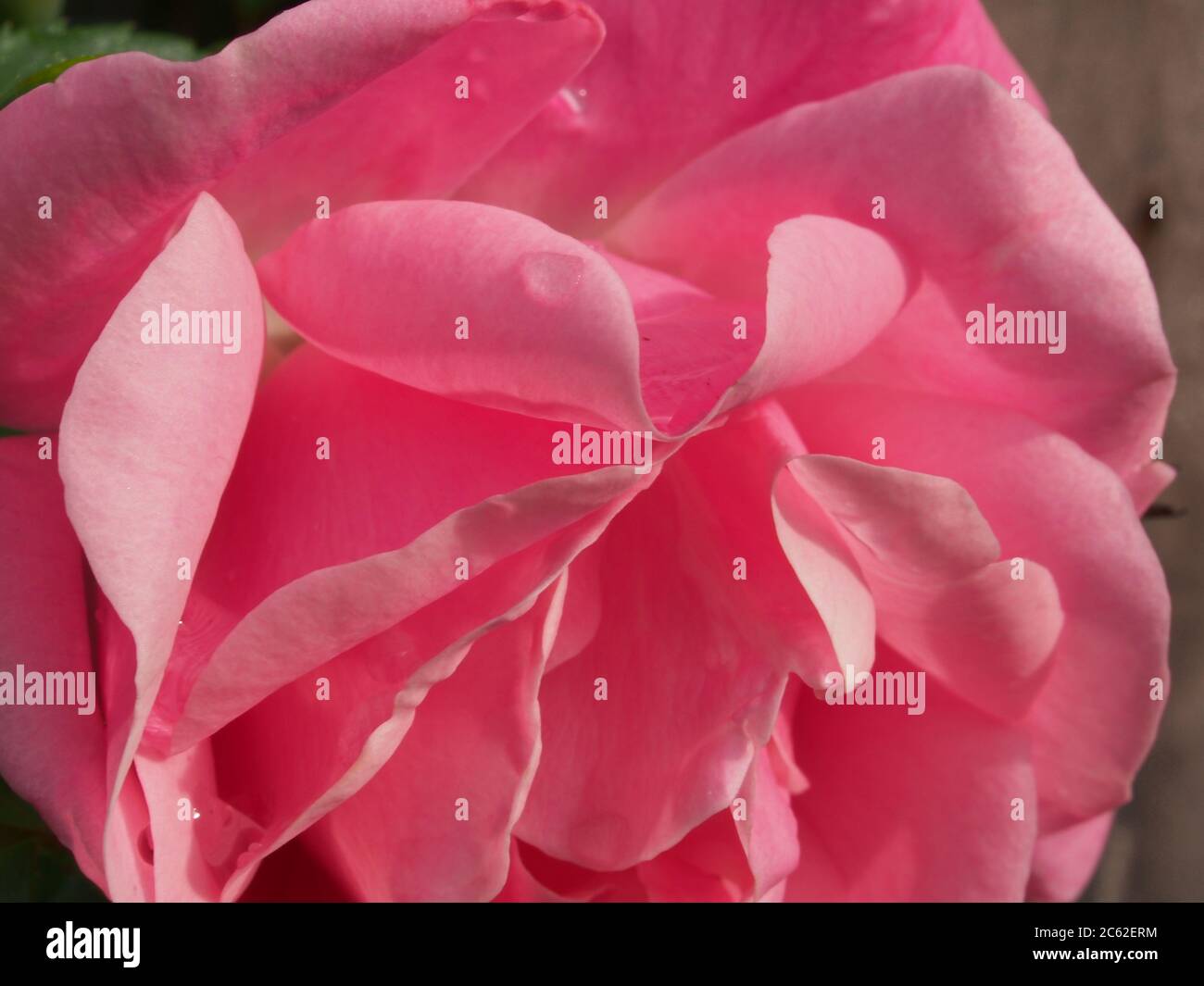 Petali di rosa di un bocciolo di rose ricoperti di gocce d'acqua. Primo piano. Foto Stock