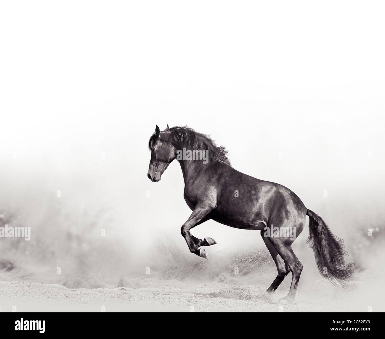 Cavallo nero in deserto scatto monocromatico Foto Stock