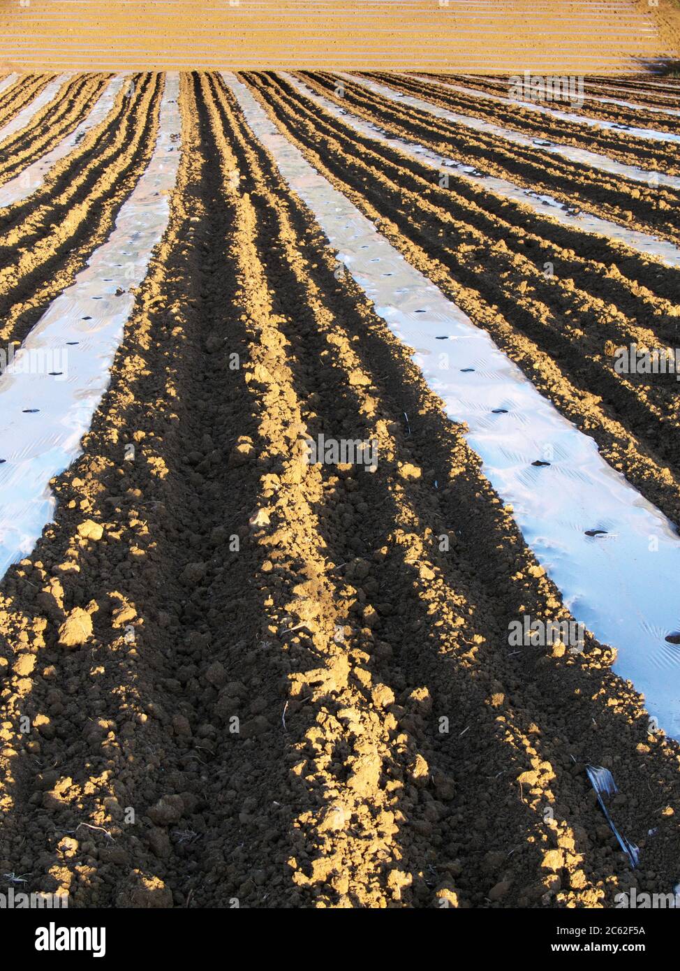 pacciamatura film su solco di campo arato composizione astratta in agricoltura siciliana Foto Stock