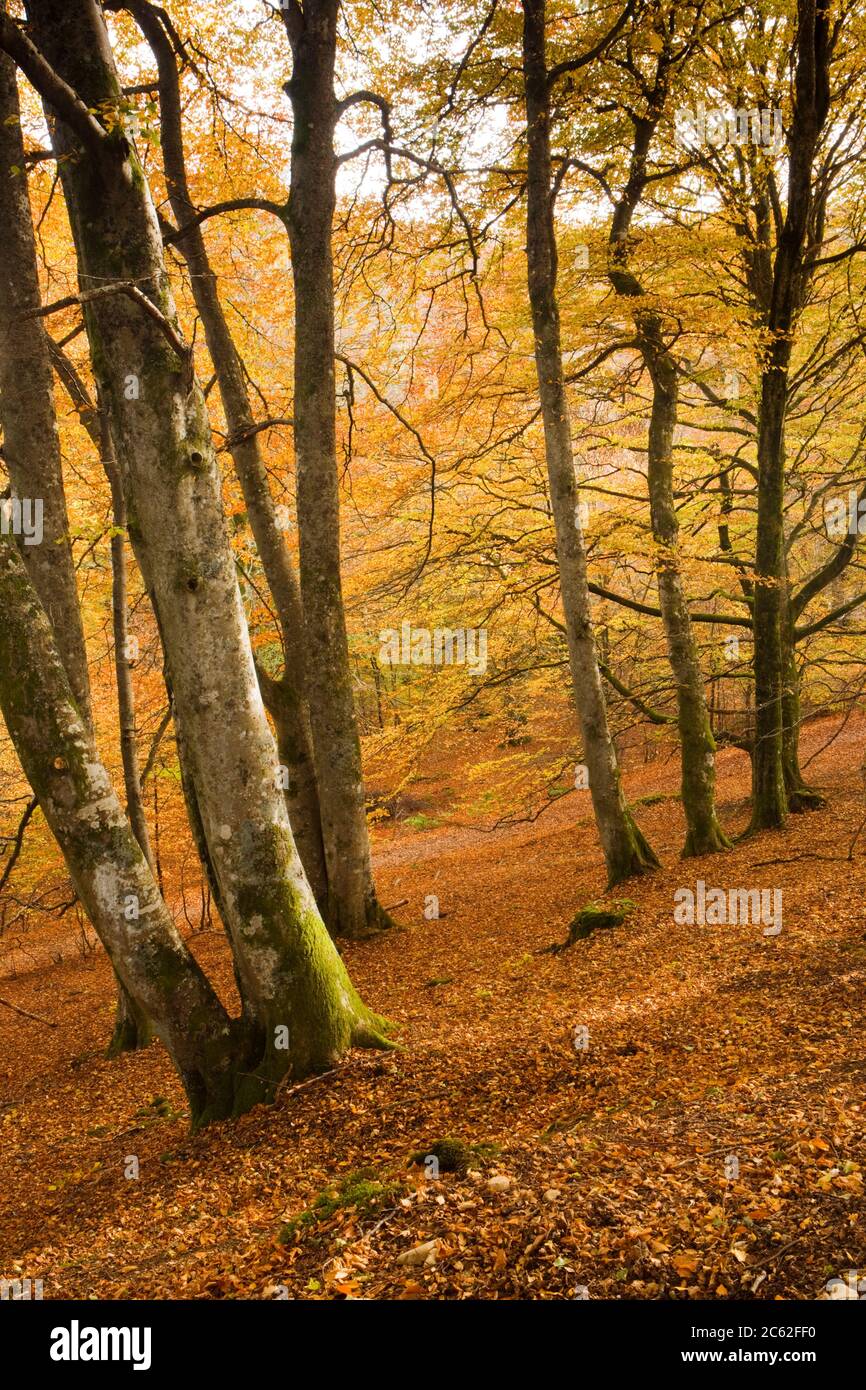 In legno di faggio in autunno. Birks di Aberfeldy, Perth and Kinross, Scotland, Regno Unito Foto Stock