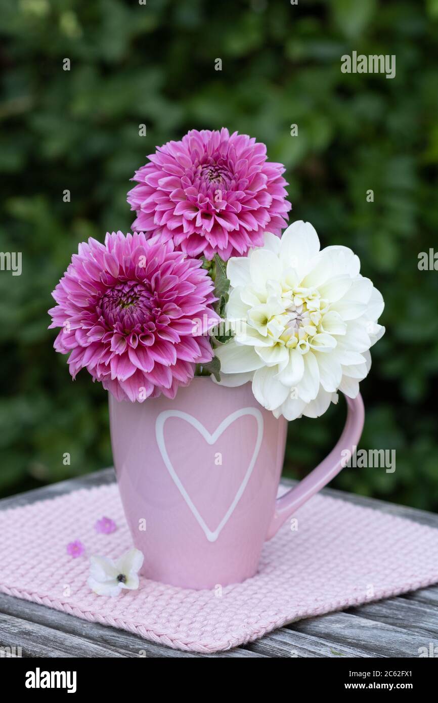 bouquet di fiori di dahlia in bianco e rosa in tazza con ornamento del cuore Foto Stock