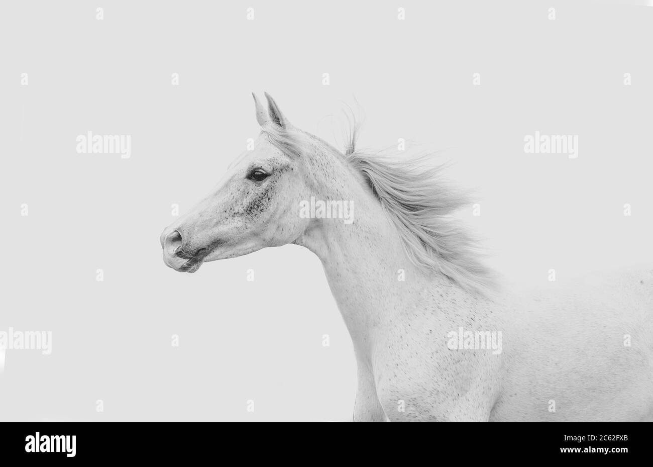Cavallo arabo bianco su sfondo bianco Foto Stock