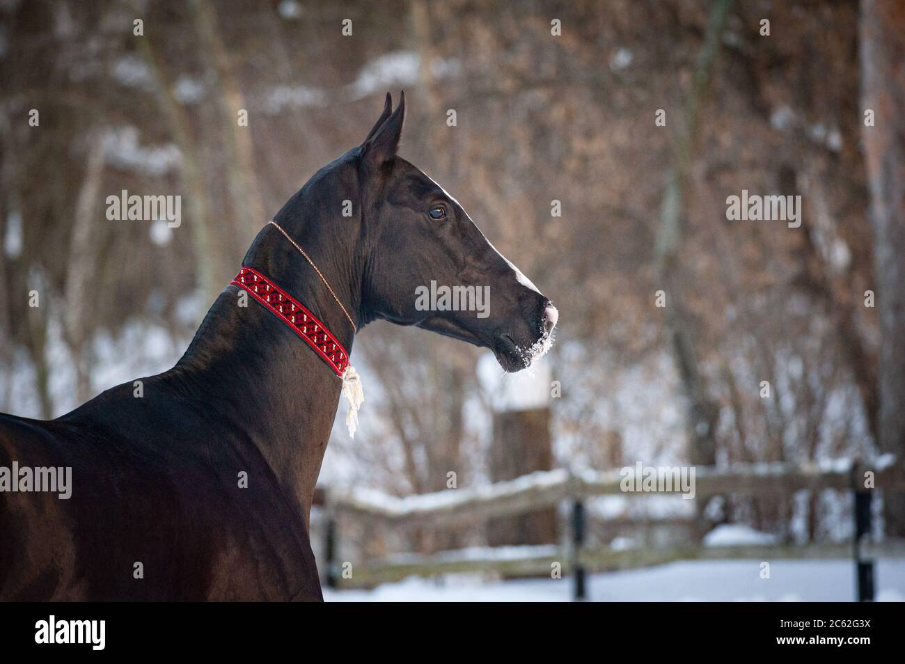 Splendido stallone akhal-teke in aladja, attrezzatura tradizionale turkmeniana a cavallo Foto Stock