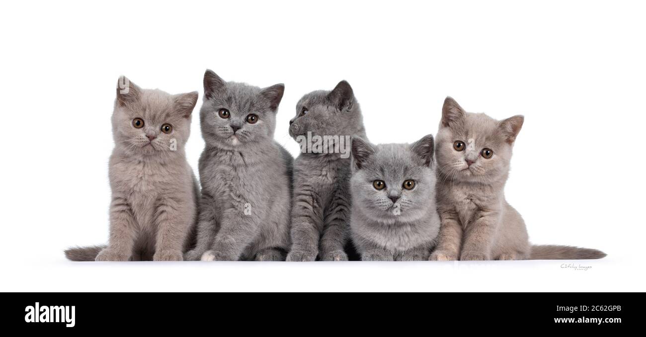 Fila di cinque gattini di gatto lilla e tortie blu British Shorthair,  seduti l'uno accanto all'altro. Tutti i modelli sono rivolti verso la  fotocamera e guardano l'obiettivo con un occhio marrone rotondo