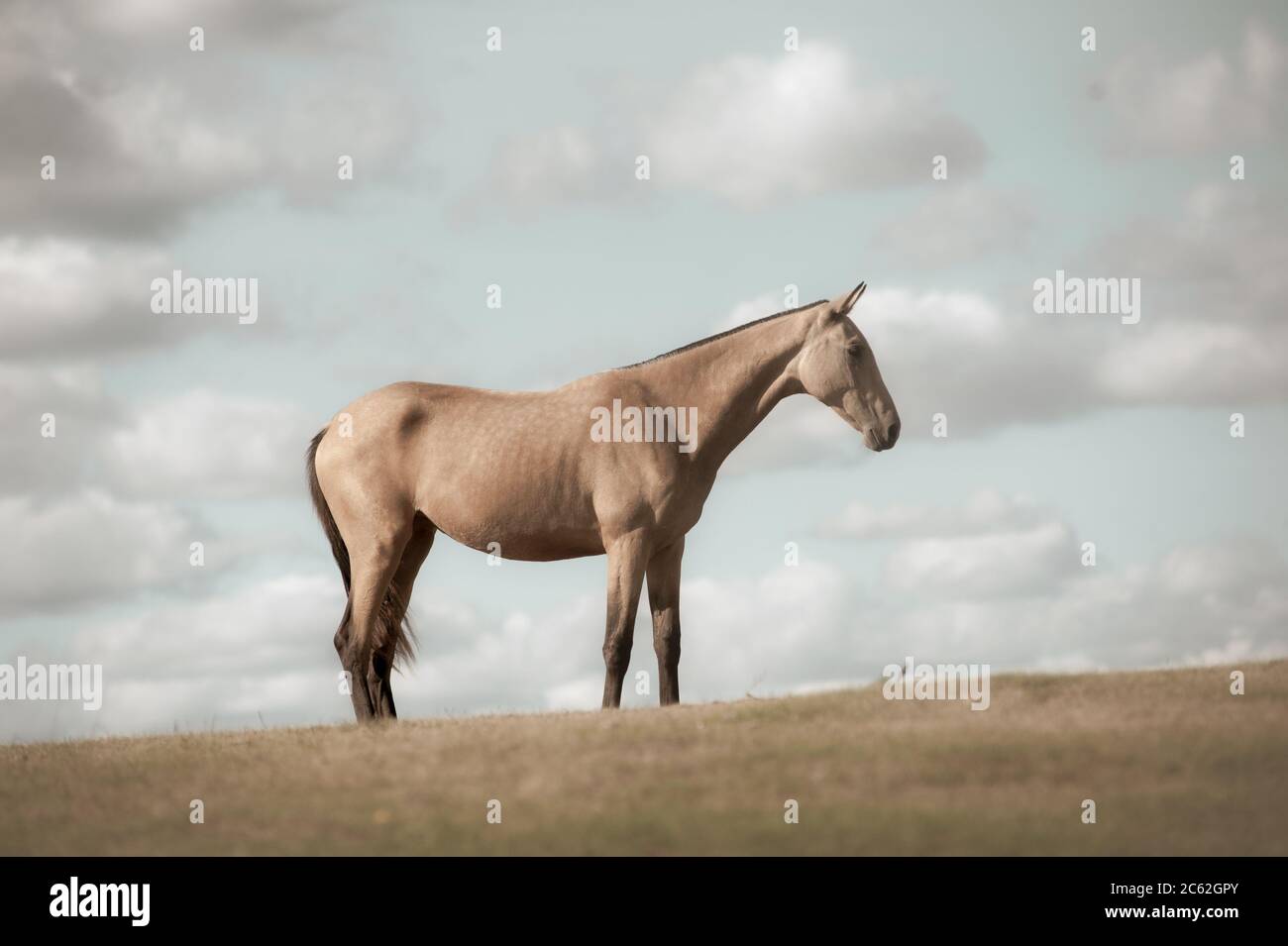 Horse alone nel campo, immagine tonica Foto Stock