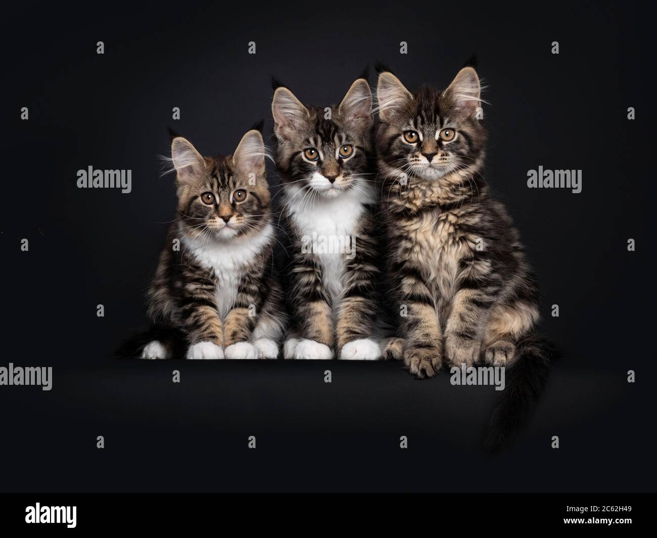 Carino gruppo / fila di 3 cuccioli di gatto Maine Coon seduti l'uno accanto  all'altro. Tutto guardando verso la fotocamera con gli occhi arancioni.  Isolato su sfondo nero Foto stock - Alamy