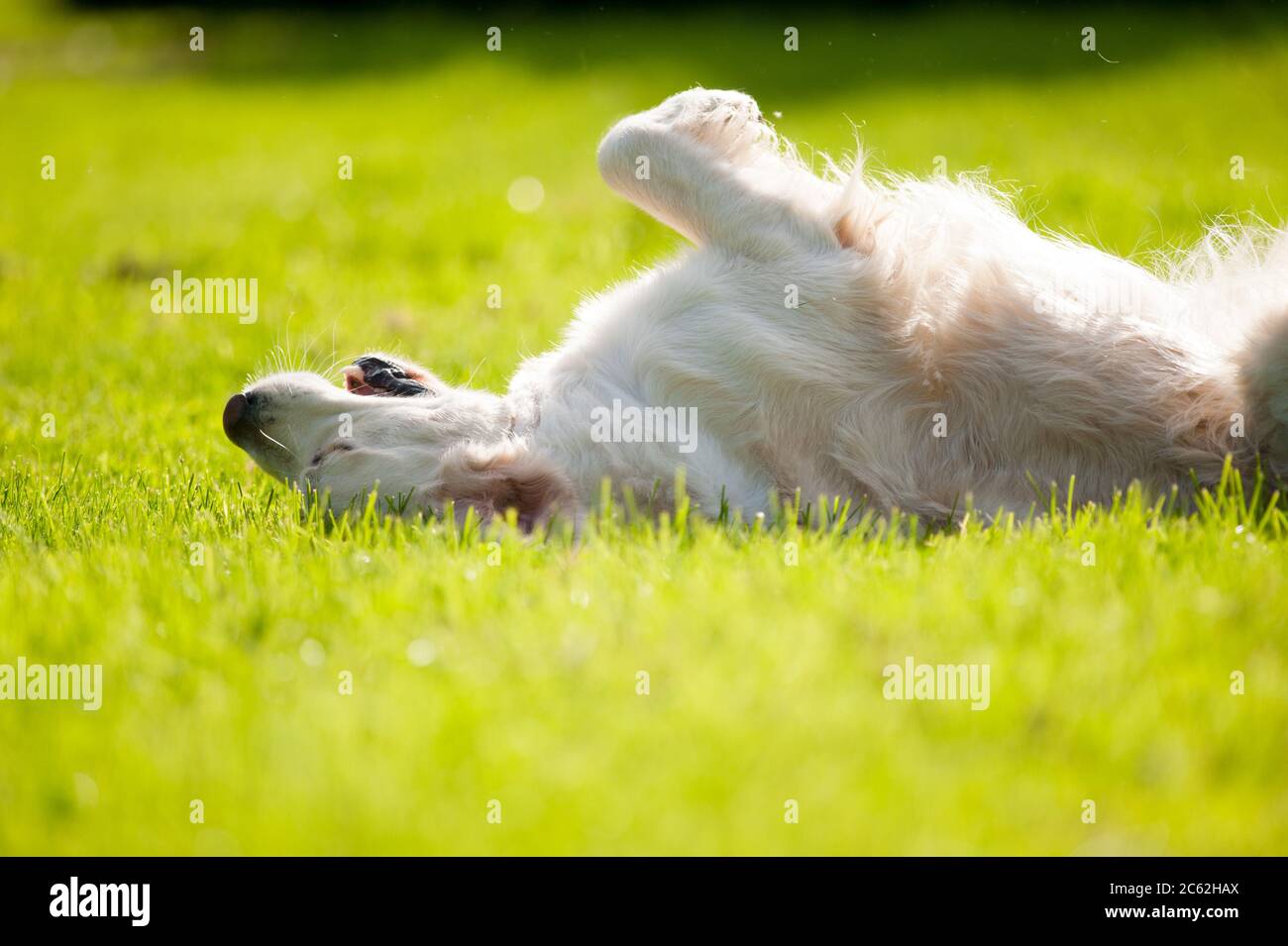 Golden Retriever cane godendo erba di primavera Foto Stock