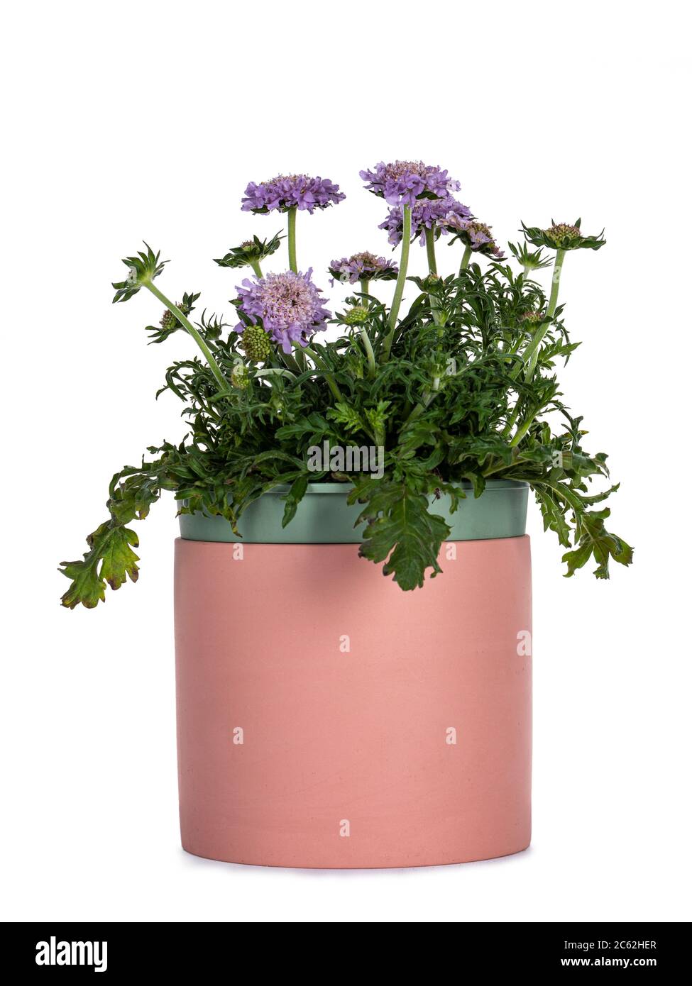 Vista laterale vaso in ceramica rosa con pianta di fiori di Spaciosa Butterfly Blue / Pincushion. Isolato su sfondo bianco. Foto Stock