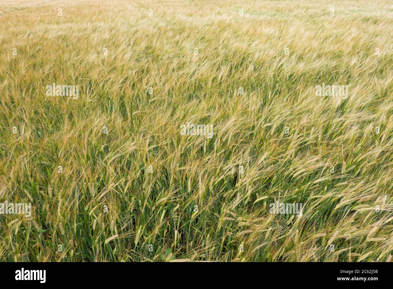 Campo di orzo, Hordeum vulgare Foto Stock