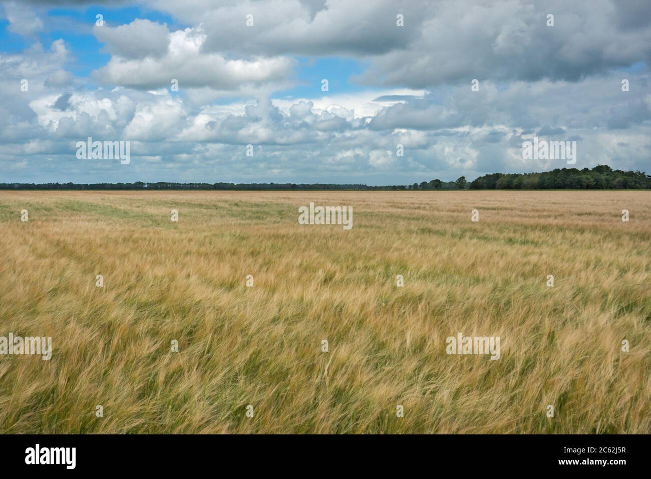 Campo di Barley, Hordeum vulgare, sotto un cielo blu con nuvole scure Foto Stock