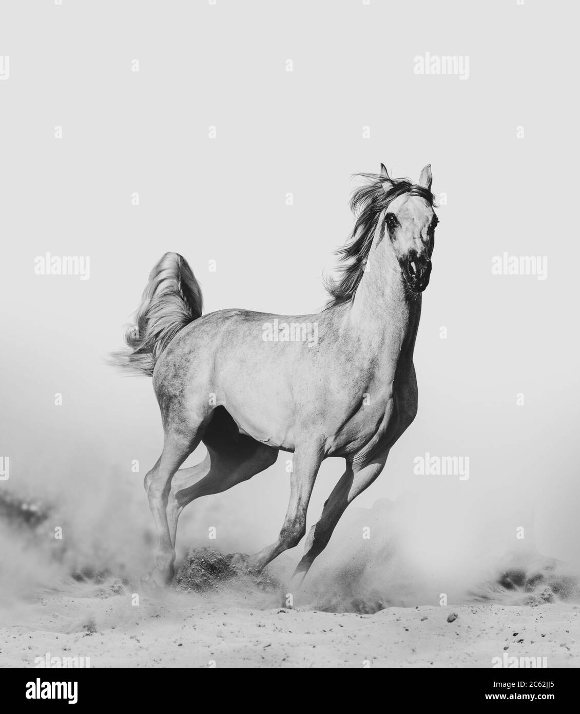 Bel cavallo arabo nel deserto runninf selvaggio Foto Stock