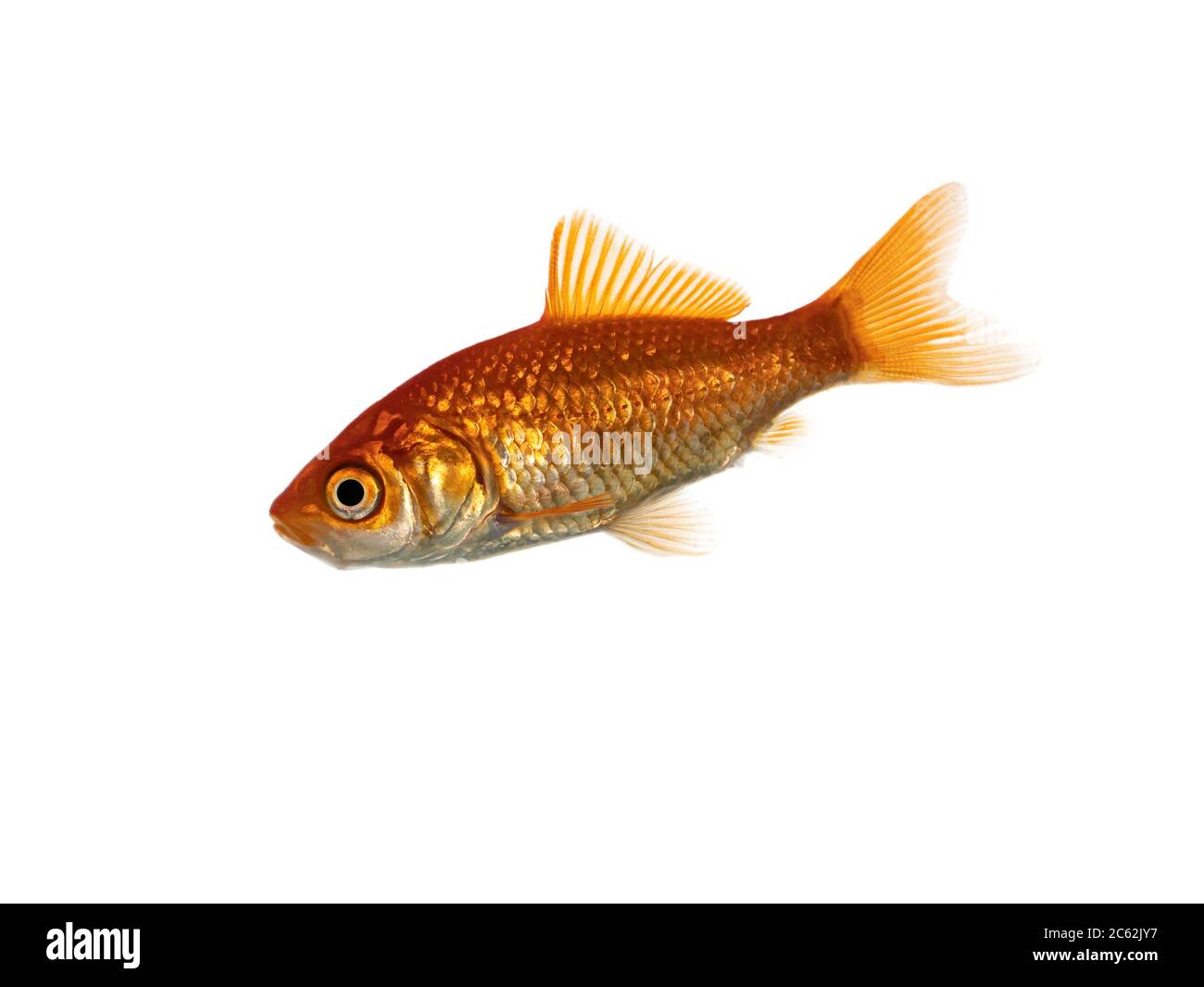 Regolare pesce dorato nuoto modi laterali. Isolato su sfondo bianco. Foto Stock