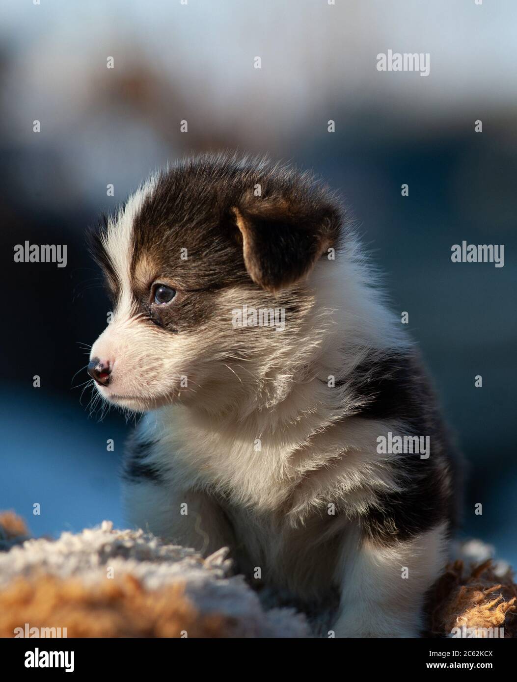 Corgi gallesi pembroke Puppy ritratto Foto Stock